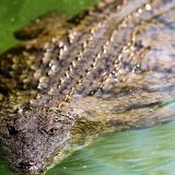 Une septantaine de crocodiles se sont échappés d'une ferme d'élevage, en Chine, à la faveur d'inondations (Photo prétexte).